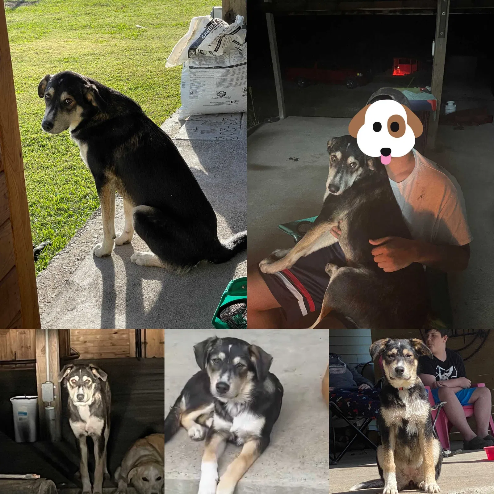 Lost dog in Farmersville, TX, 75442