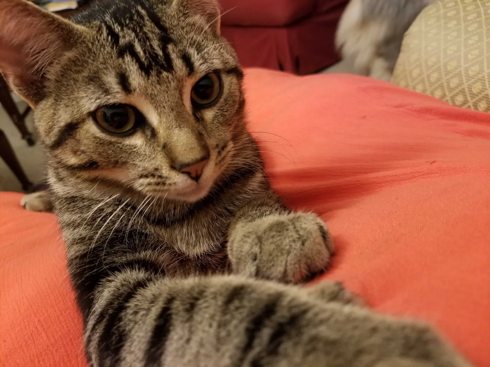Lost cat in Lafayette, LA, 70506