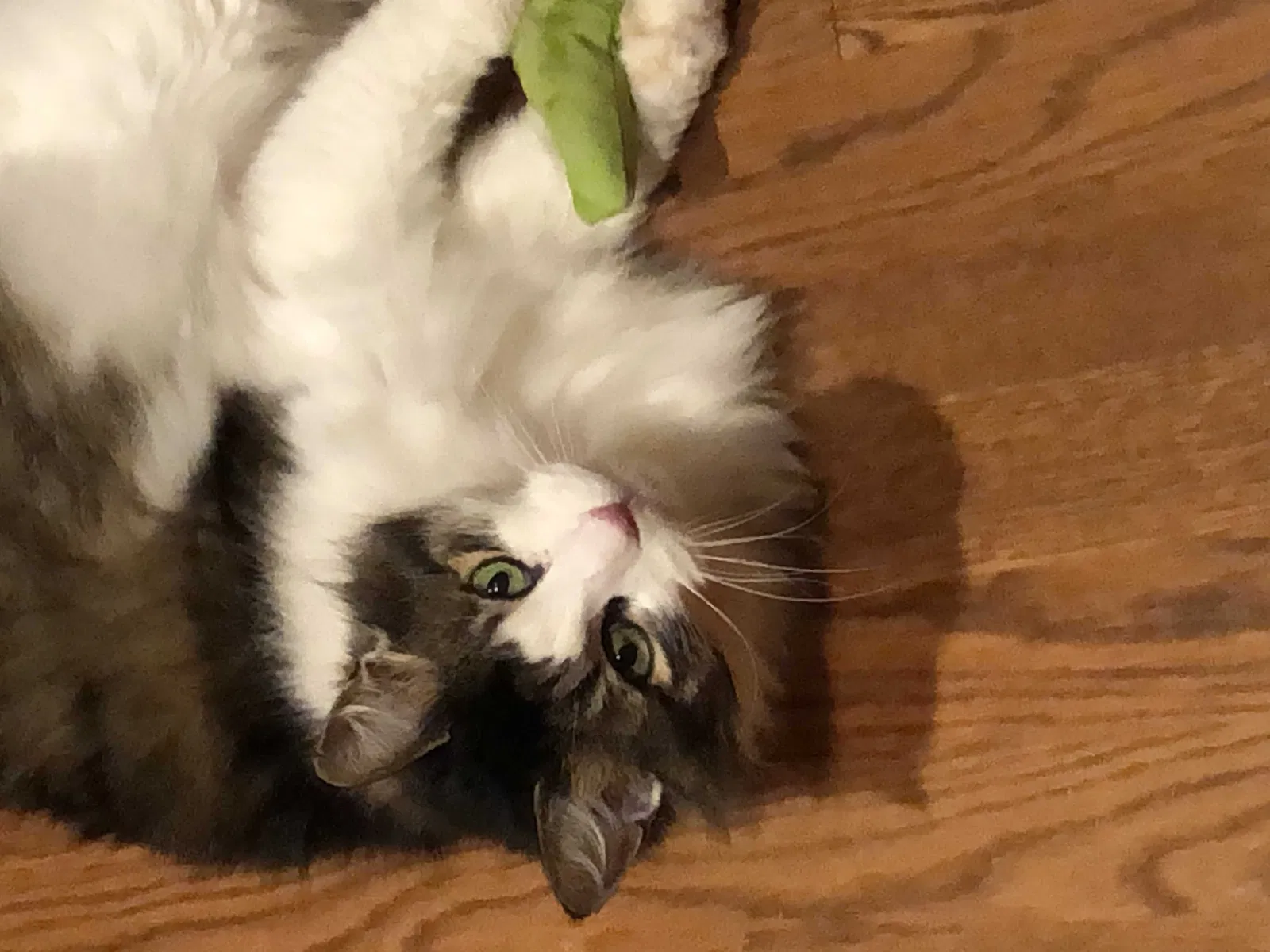 Lost cat in Kirkland, WA, 98033