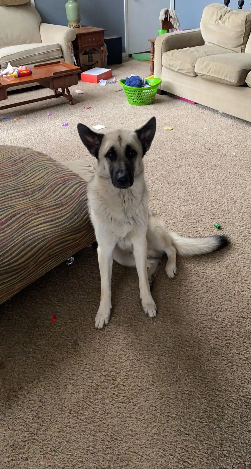 Lost dog in Schoolcraft, MI, 49087