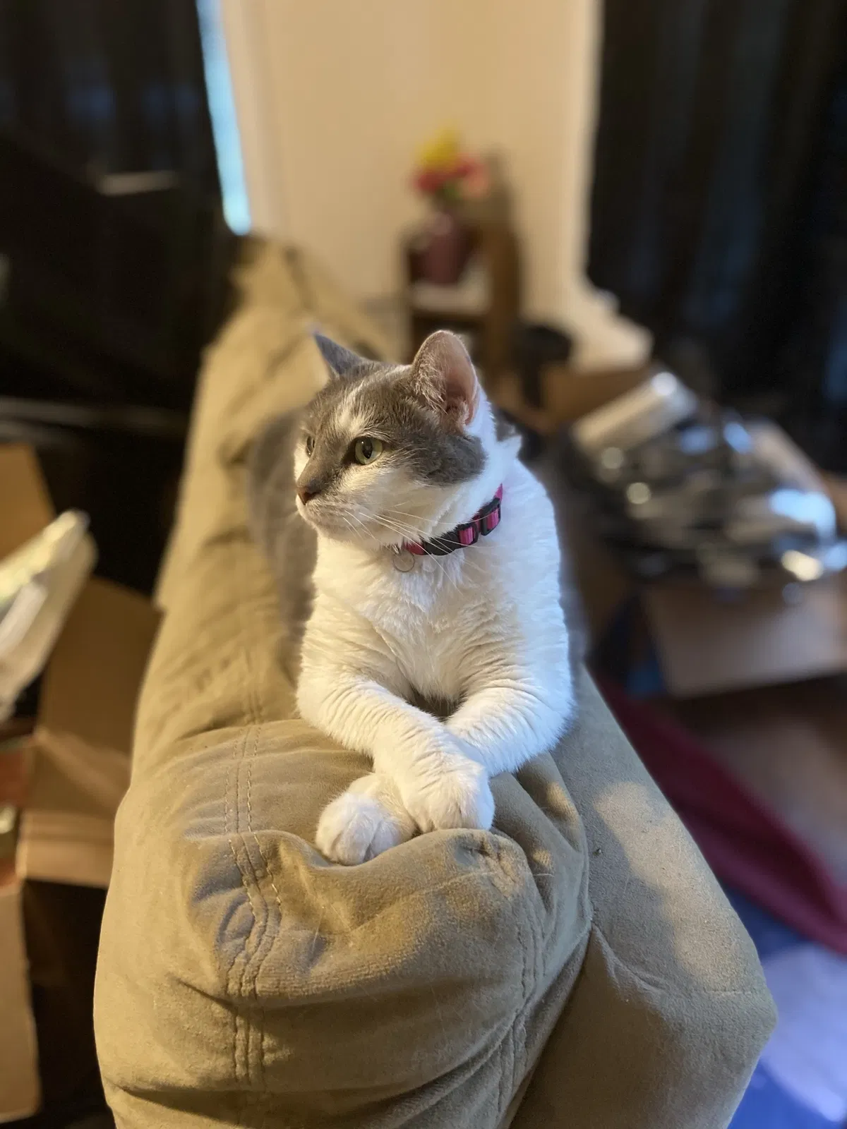 Lost cat in Concord, NC, 28027
