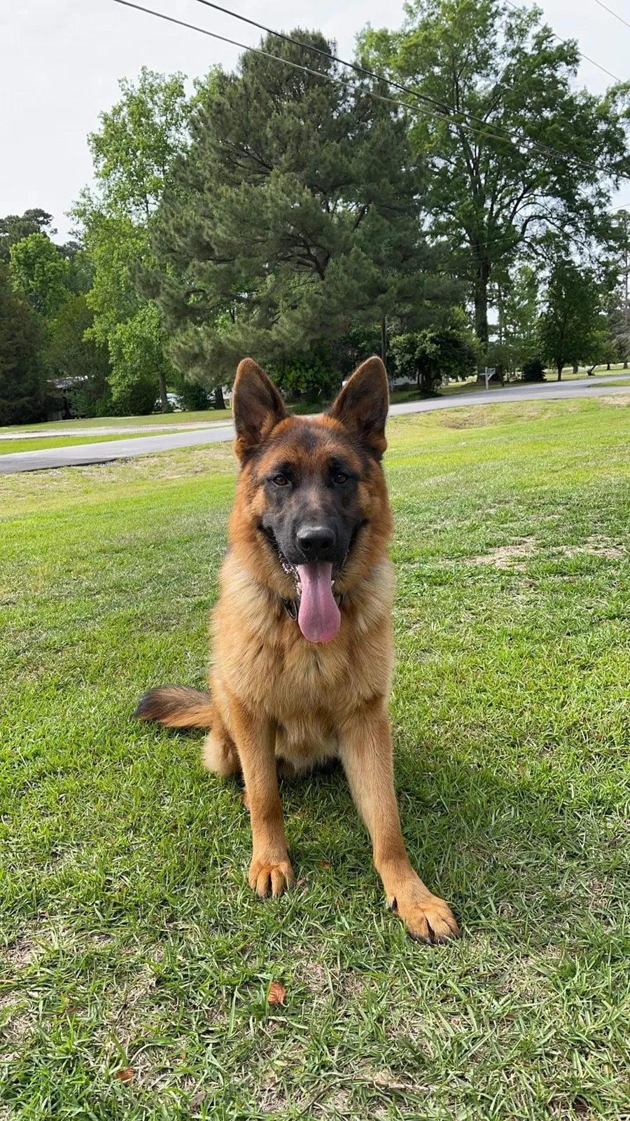 Lost dog in Smithfield, NC, 27577