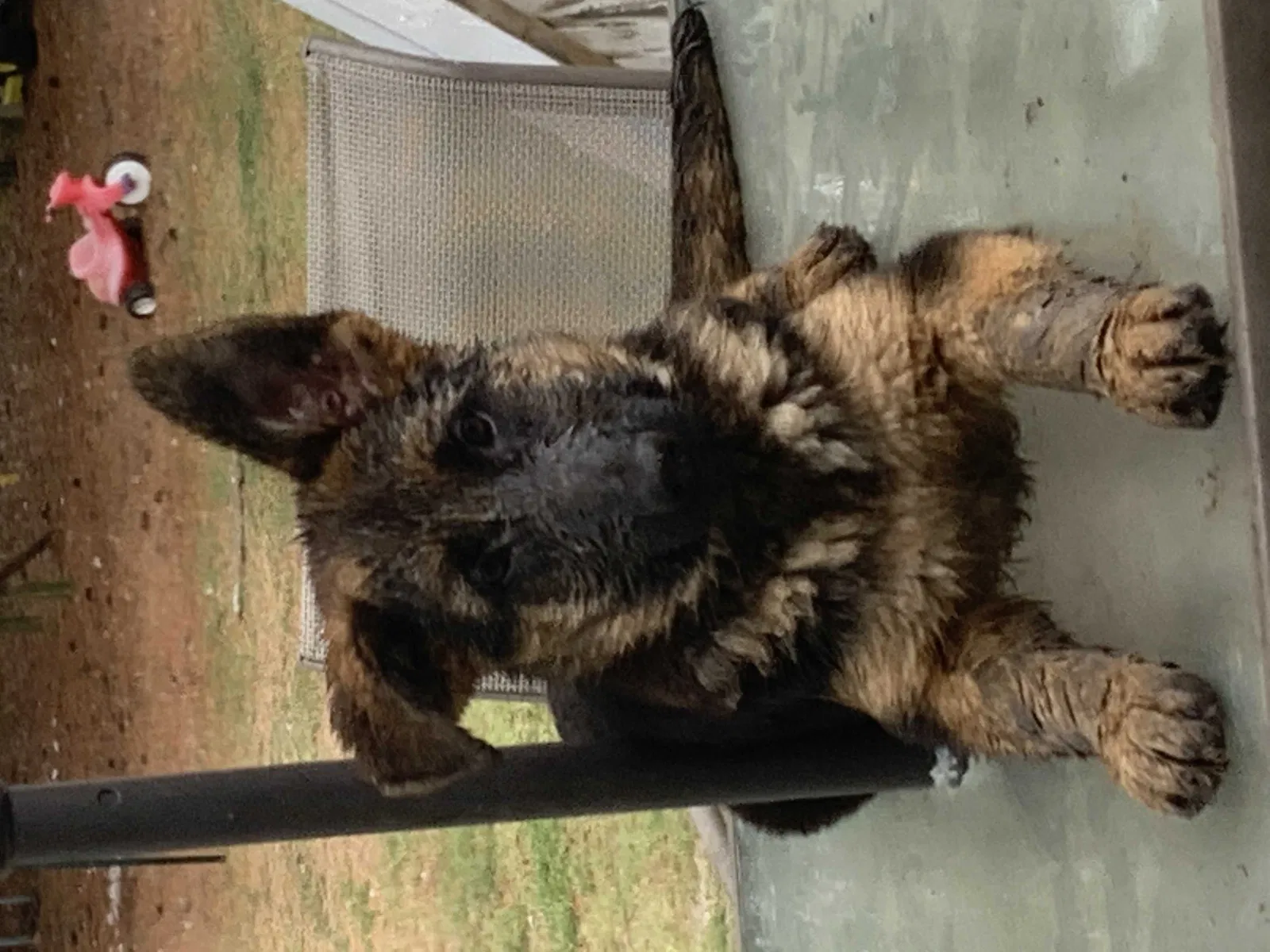Lost dog in Smithfield, NC, 27577