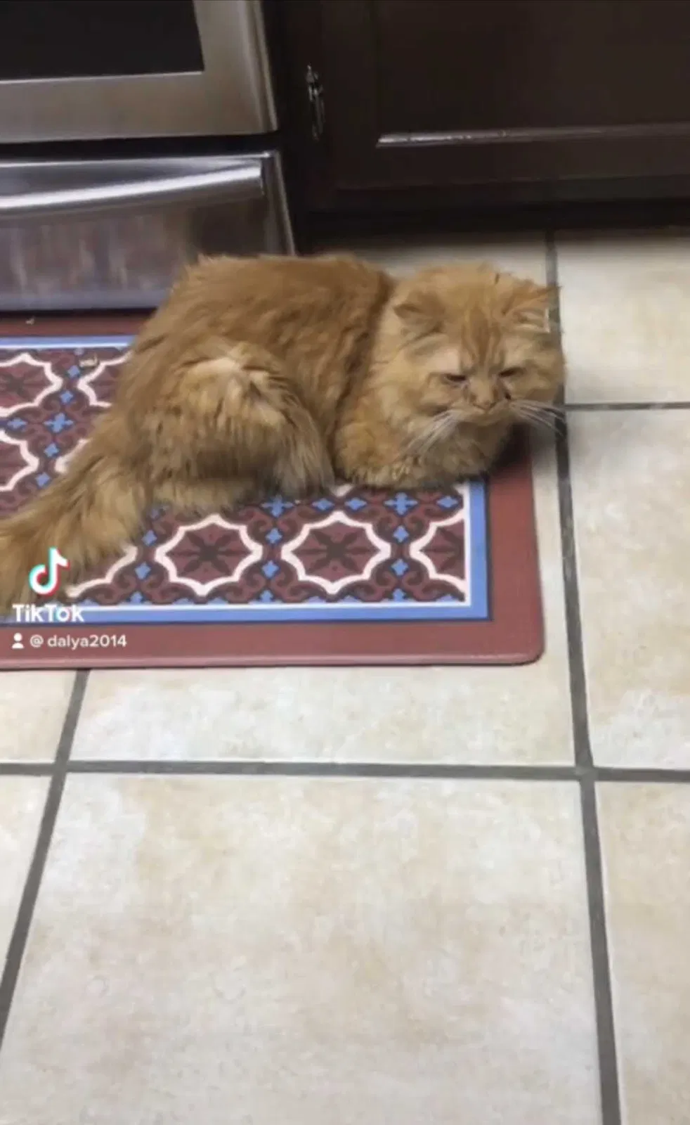 Lost cat in San Antonio, TX, 78247