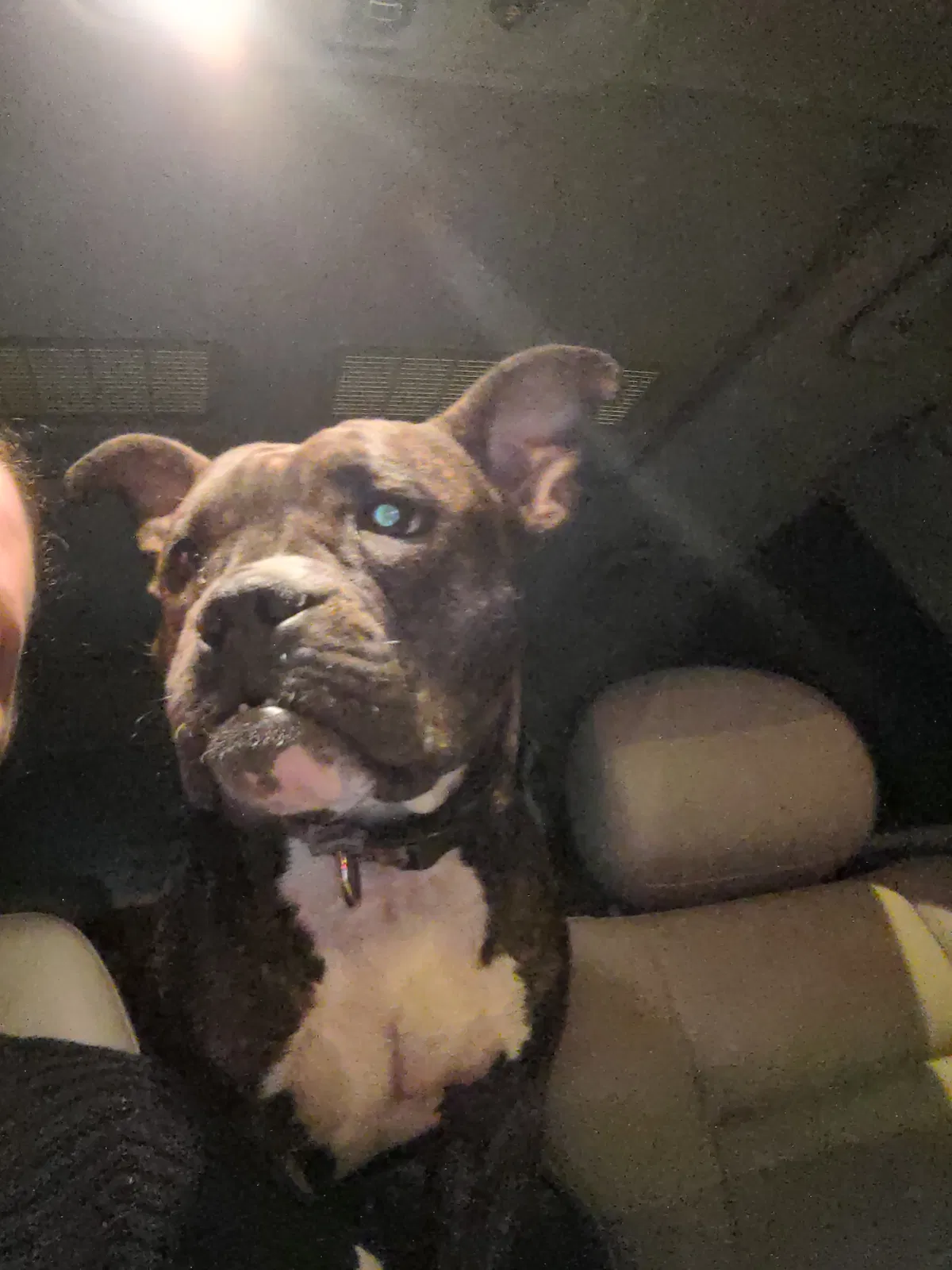Lost dog in Tucson, AZ, 85705
