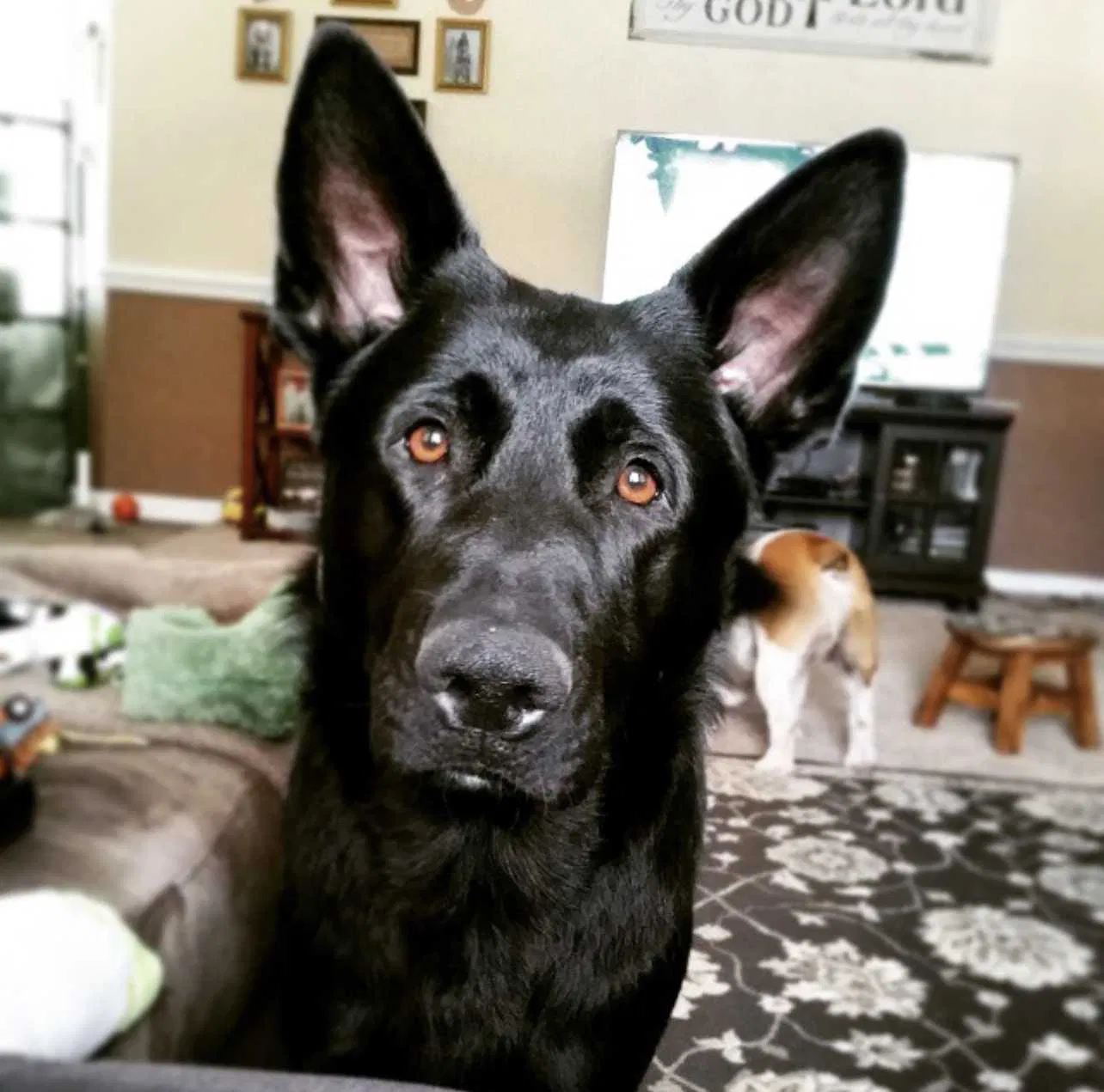 Lost dog in Smithfield, NC, 27577
