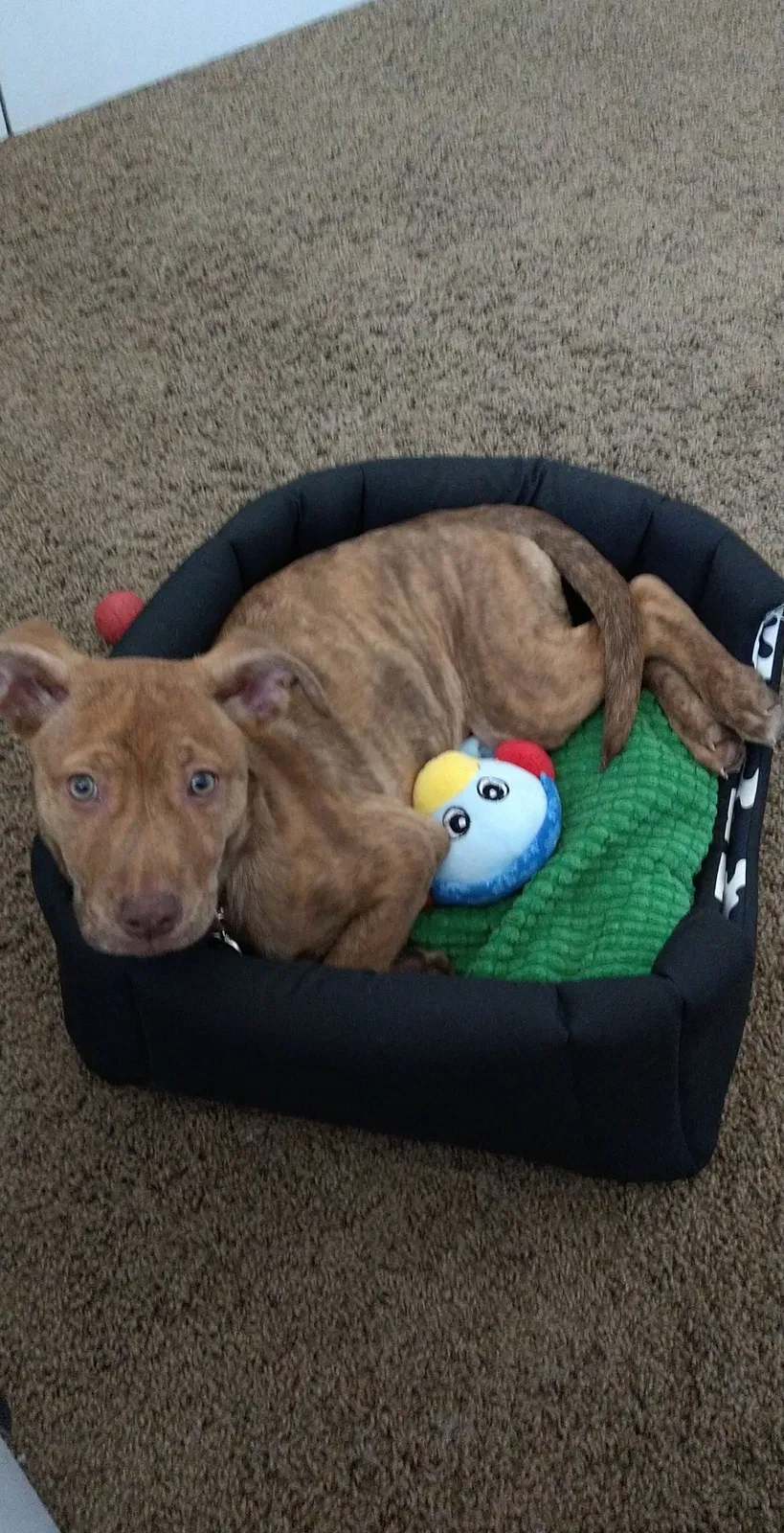 Lost dog in Charlotte, NC, 28270