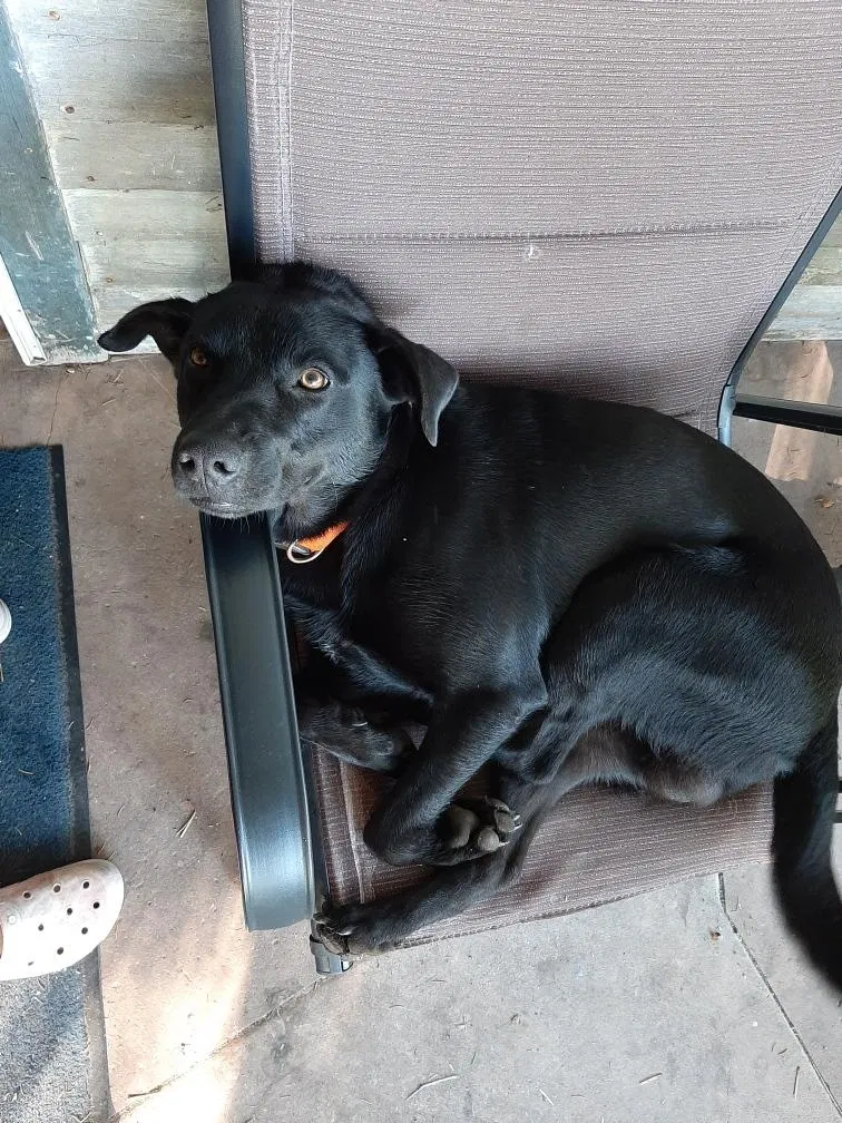 Lost dog in Ringtown, PA, 17967
