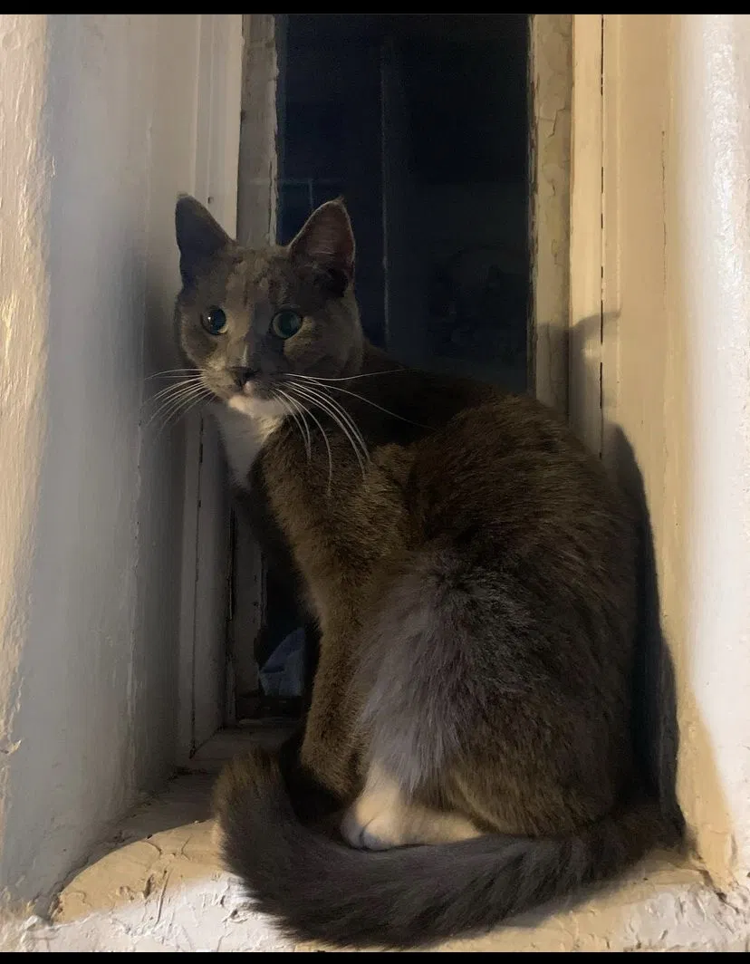 Lost cat in Albuquerque, NM, 87107