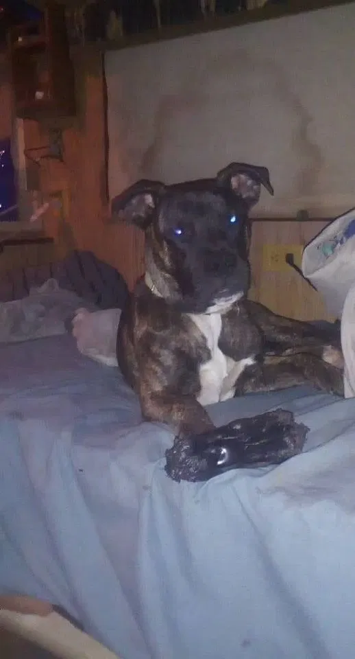 Lost dog in New Lexington, OH, 43764