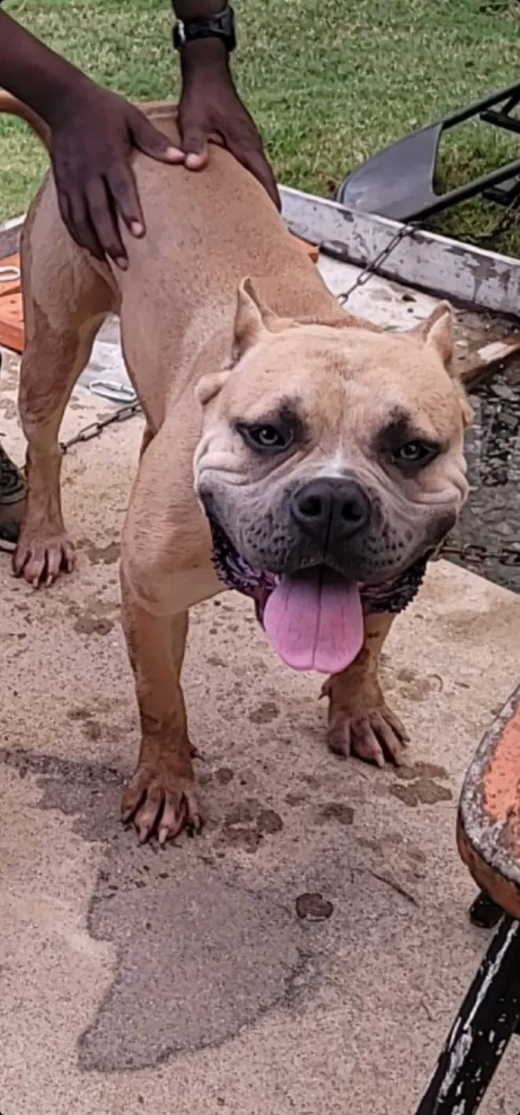 Lost dog in Locust Grove, GA, 30248
