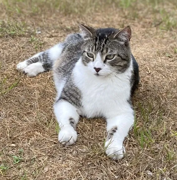 Lost cat in North Port, FL, 34288