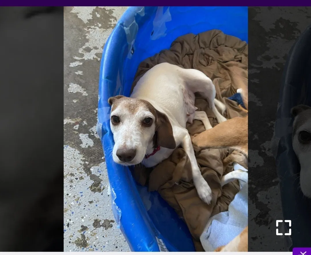 Lost dog in Columbia, SC, 29203