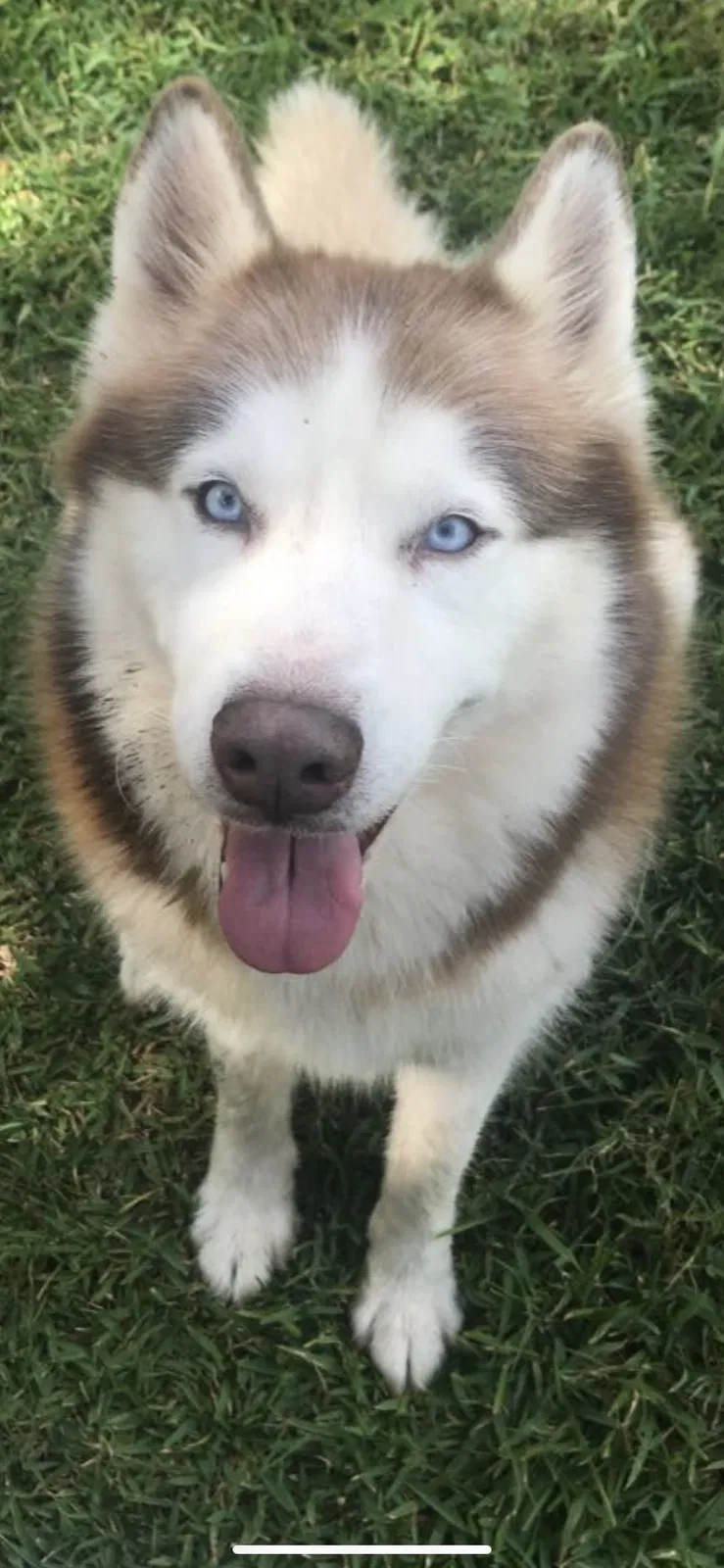 Lost dog in Valley, AL, 36854