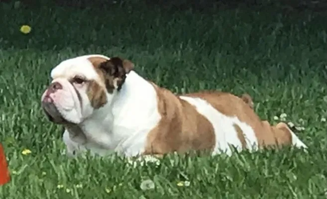 Lost dog in New Castle, DE, 19720