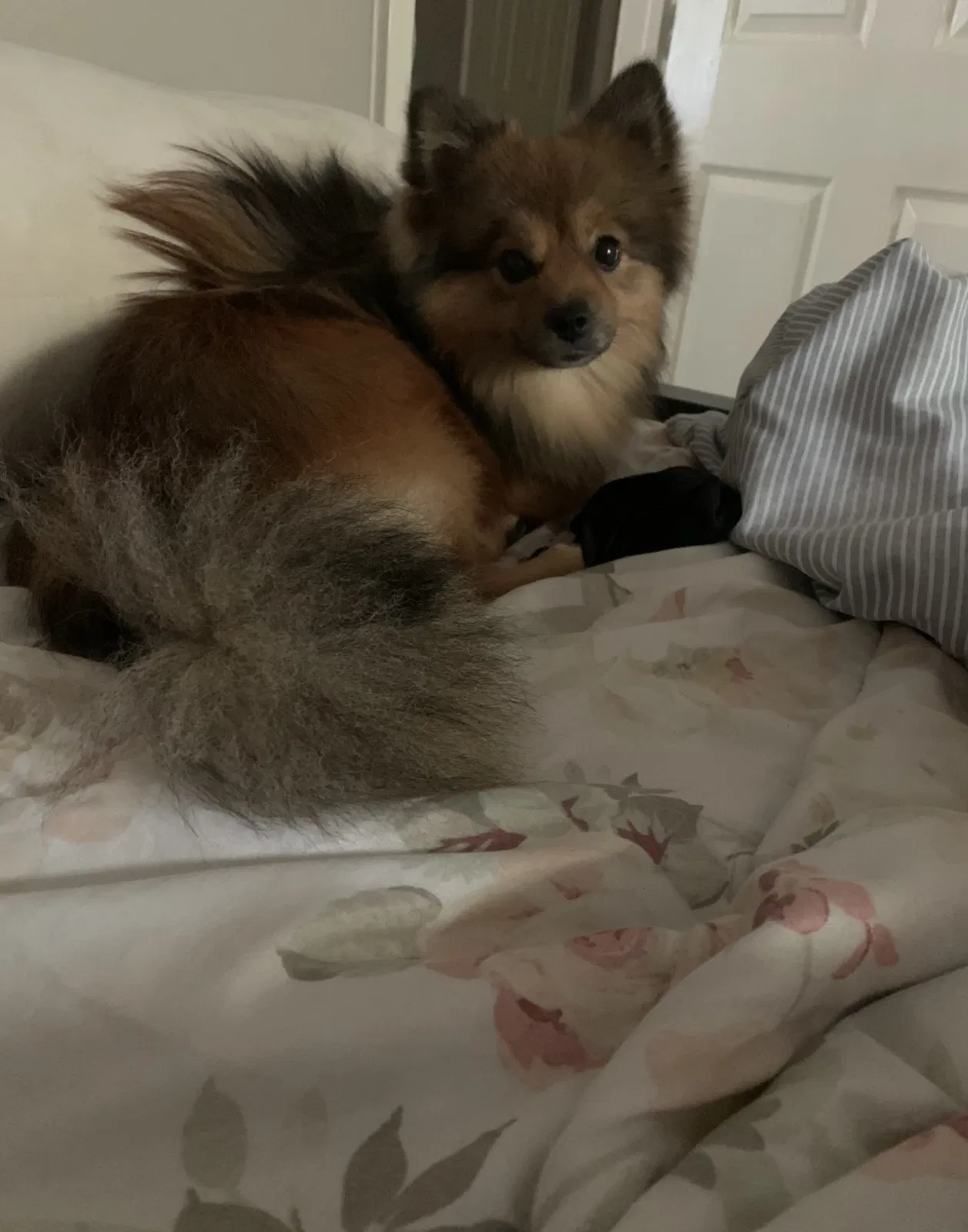 Lost dog in Houston, TX, 77086