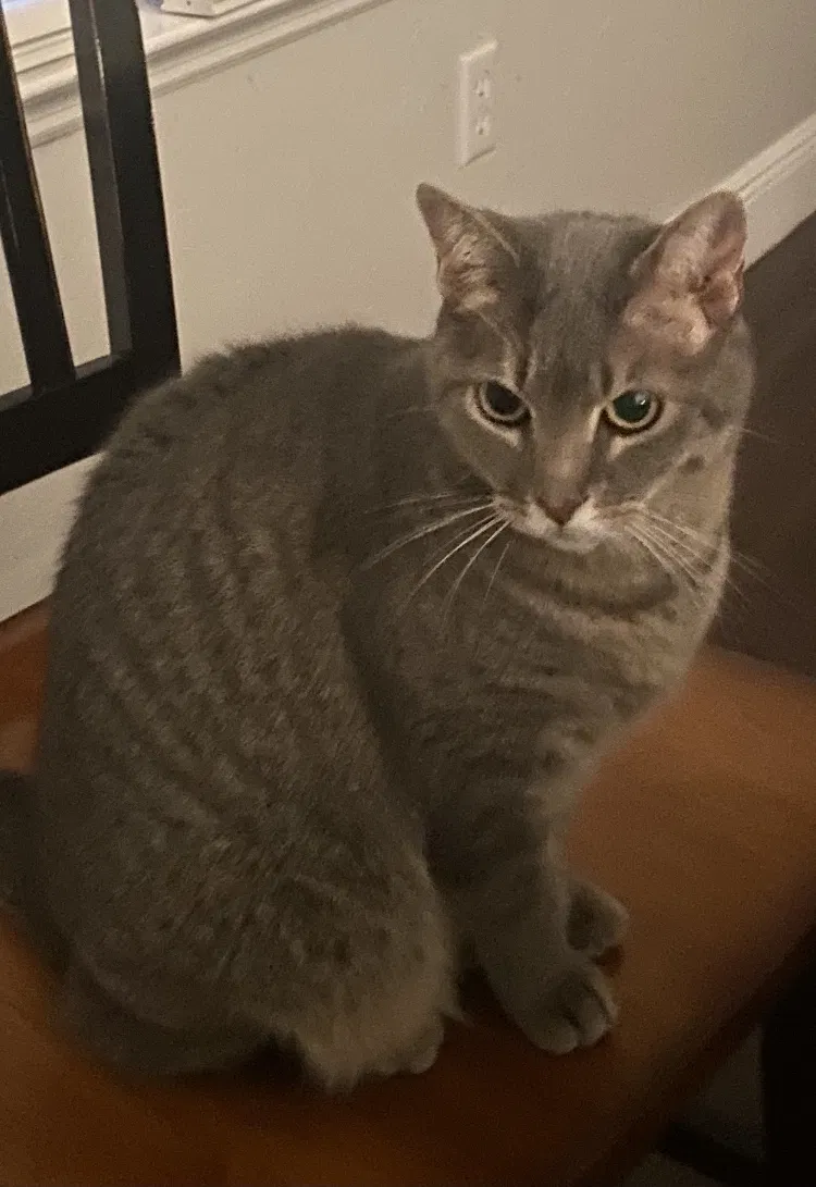Lost cat in Gainesville, FL, 32608