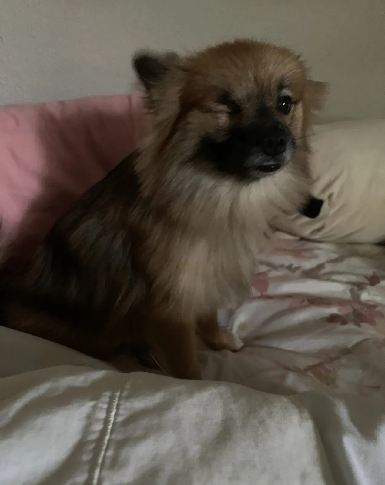 Lost dog in Houston, TX, 77086