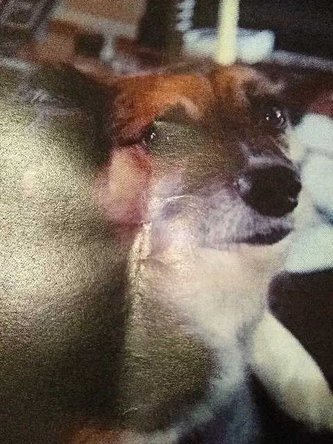 Lost dog in Richmond, TX, 77406