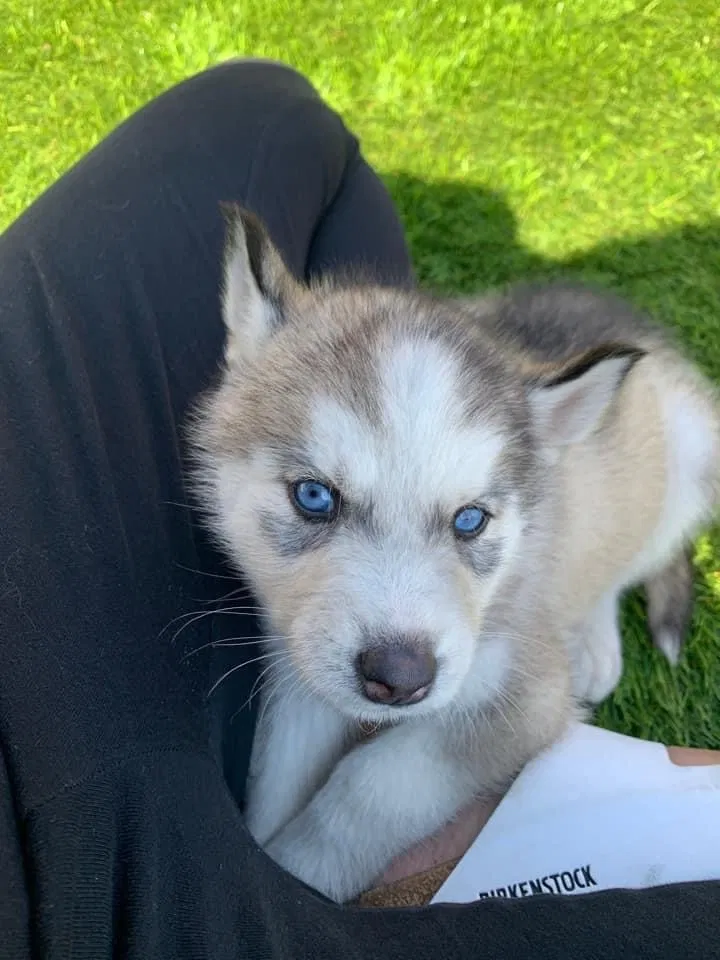 Lost dog in Chula Vista, CA, 91911