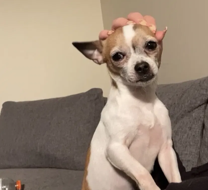 Lost dog in Fort Lauderdale, FL, 33312