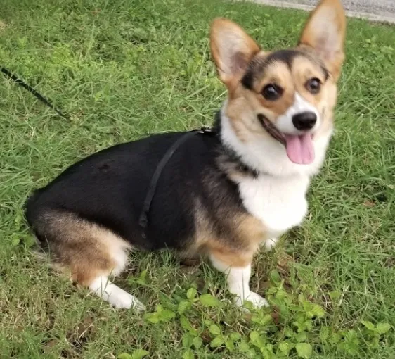 Lost dog in San Antonio, TX, 78213