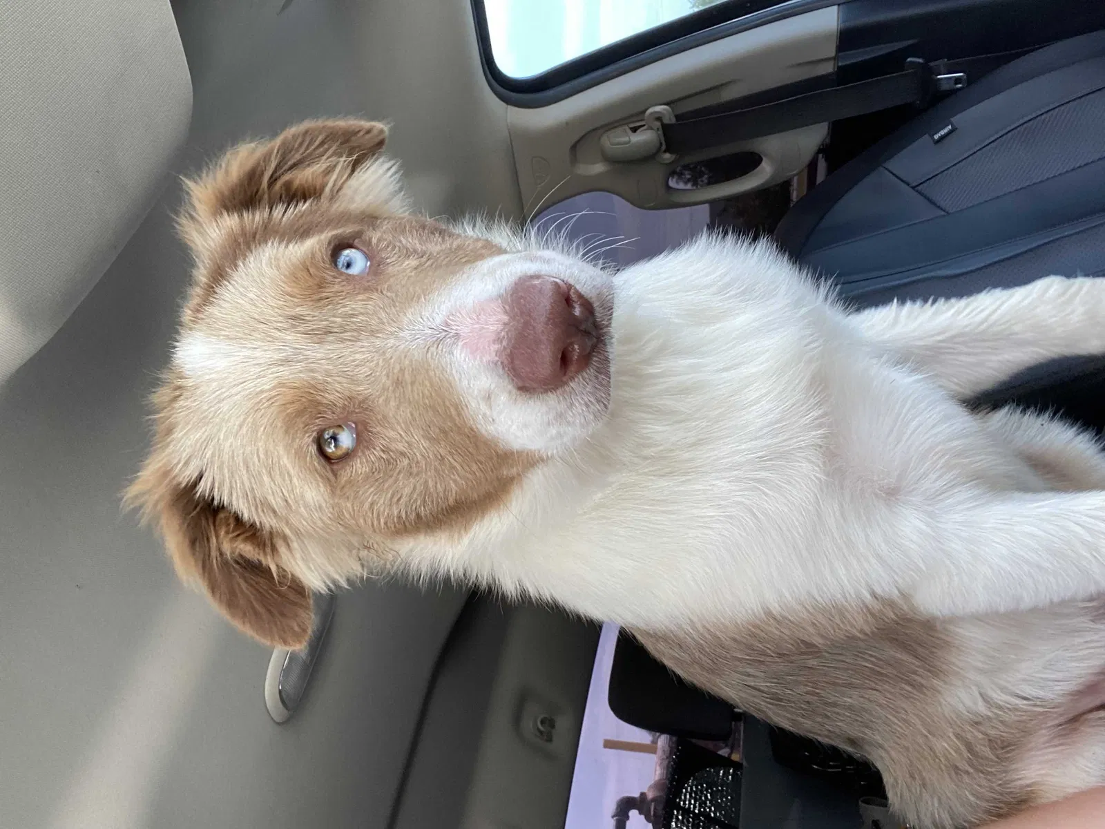 Lost dog in Von Ormy, TX, 78073