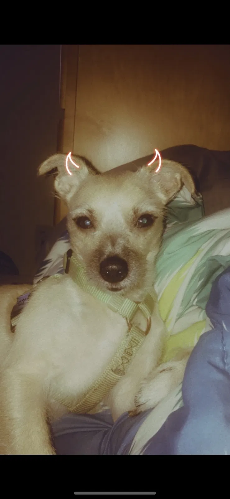 Lost dog in Camden, NJ, 8102