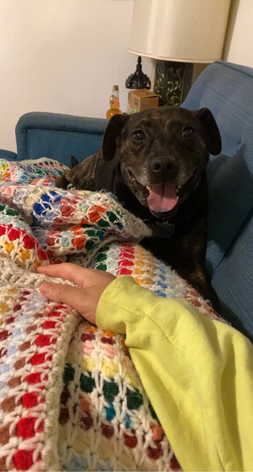 Lost dog in Knoxville, TN, 37912