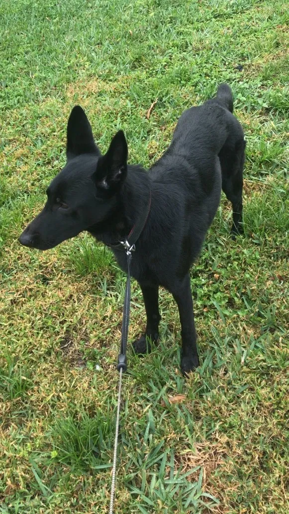 Lost dog in Port Saint Lucie, FL, 34983