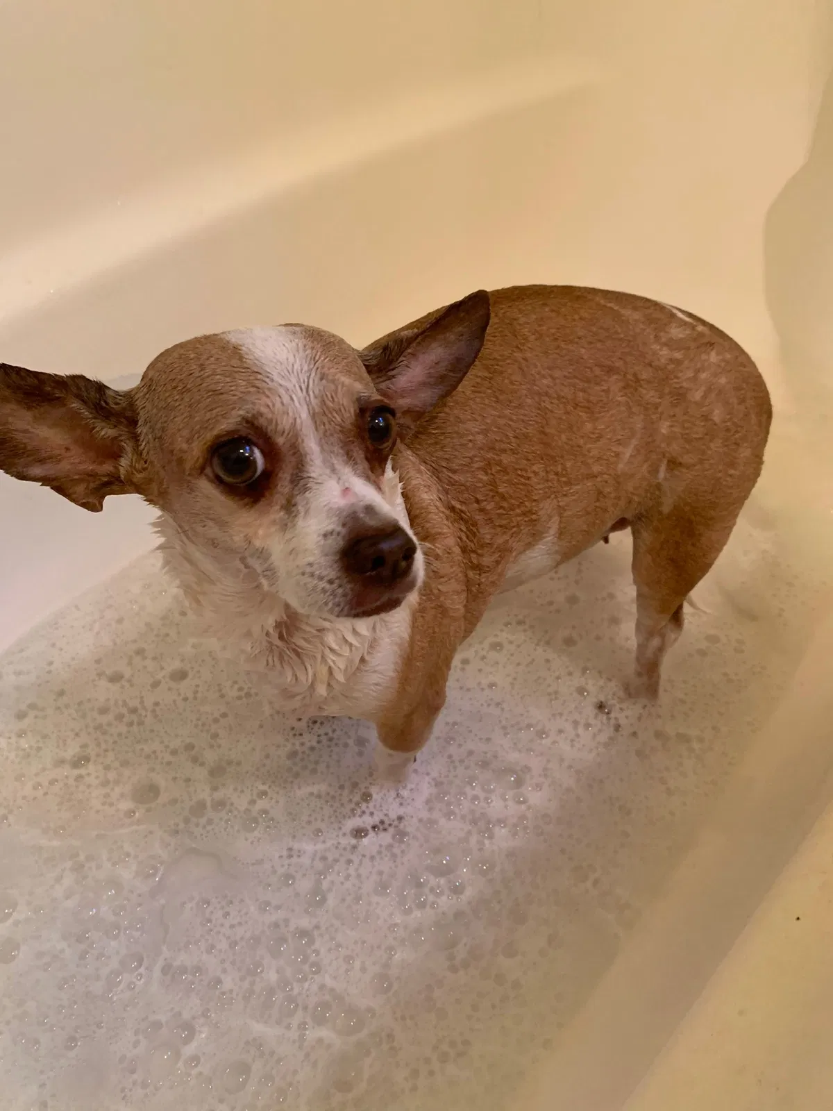Lost dog in Los Angeles, CA, 90011