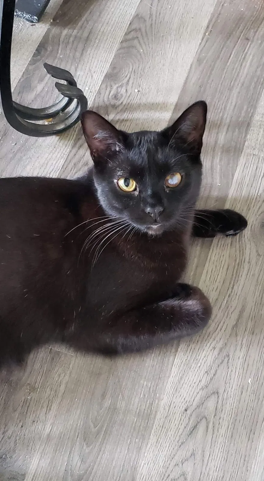 Lost cat in Saginaw, MI, 48601
