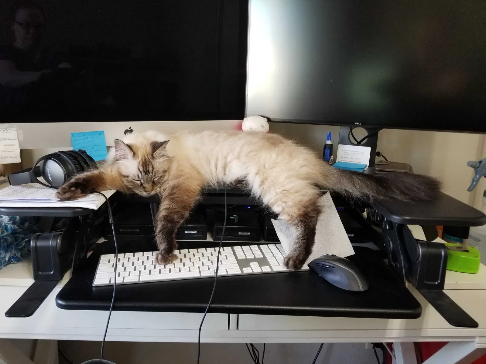 Lost cat in Lancaster, CA, 93536