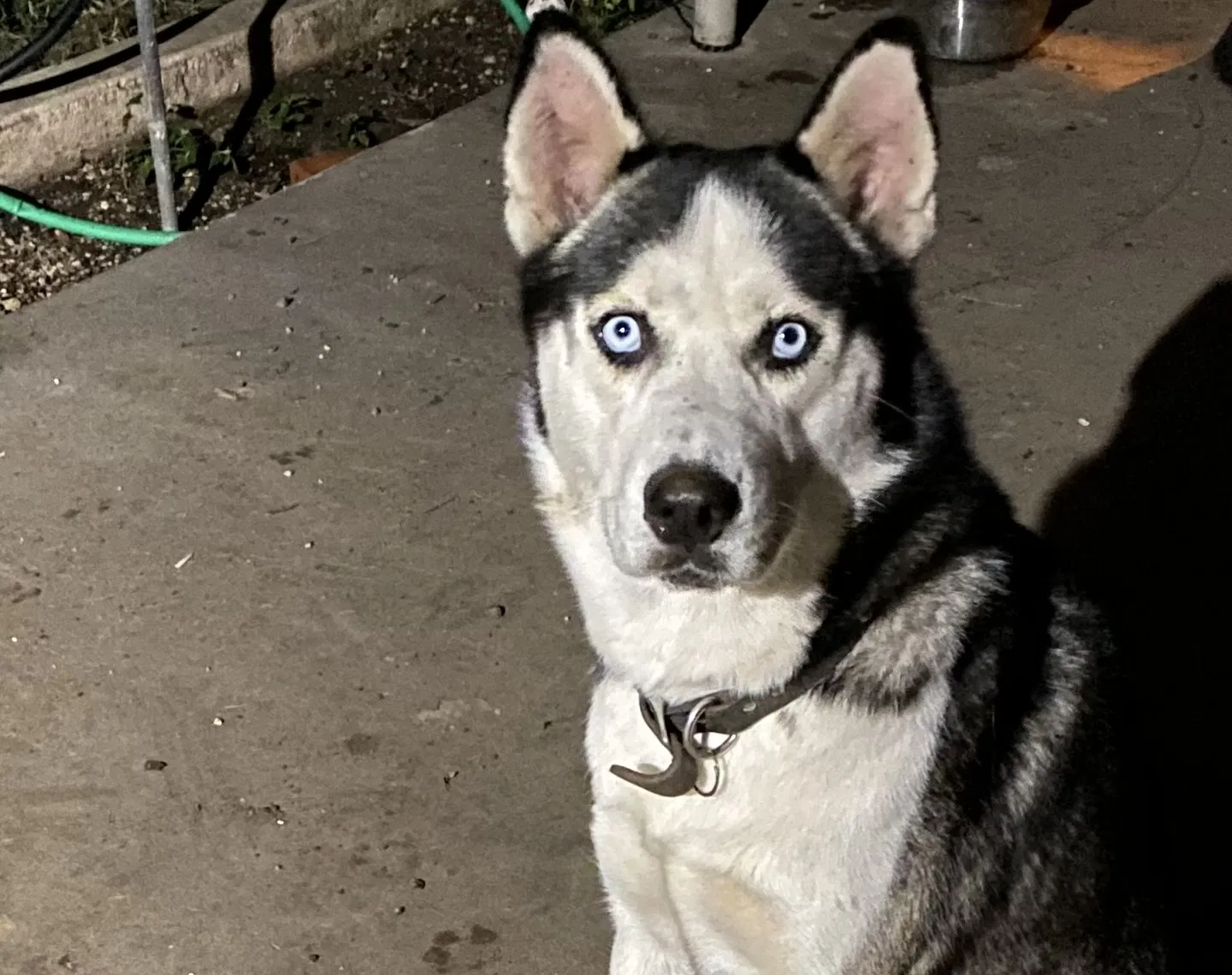 Lost dog in San Antonio, TX, 78213