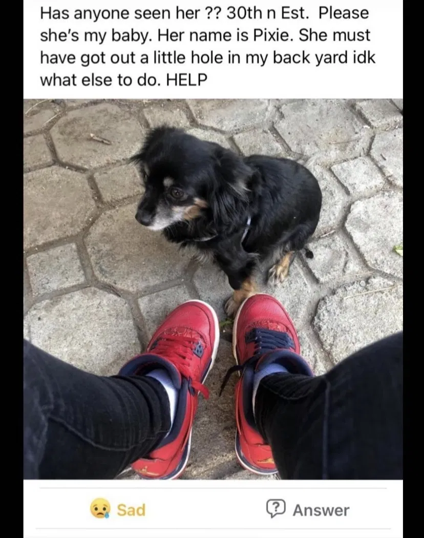 Lost dog in San Bernardino, CA, 92405