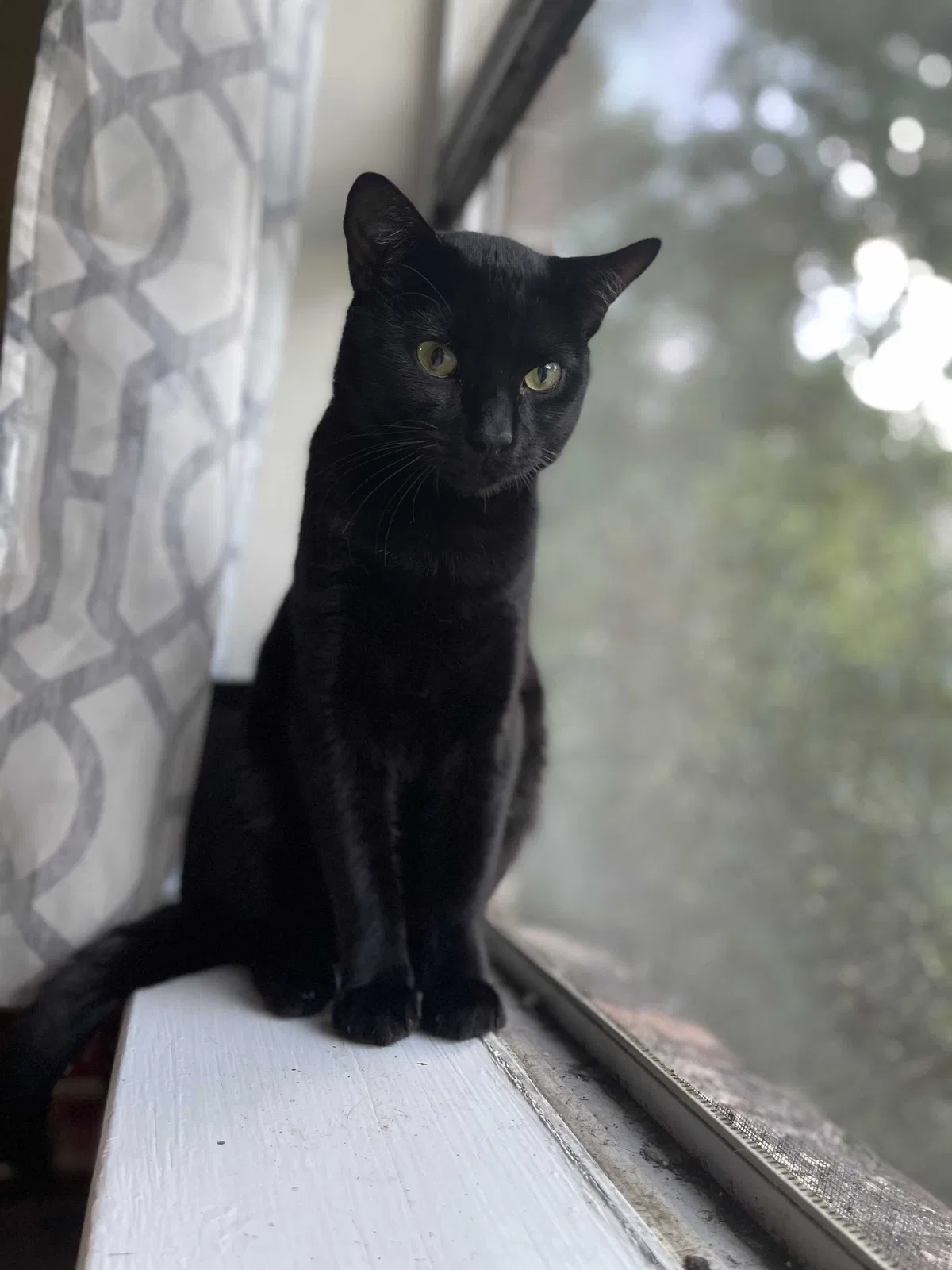 Lost cat in Lafayette, LA, 70503