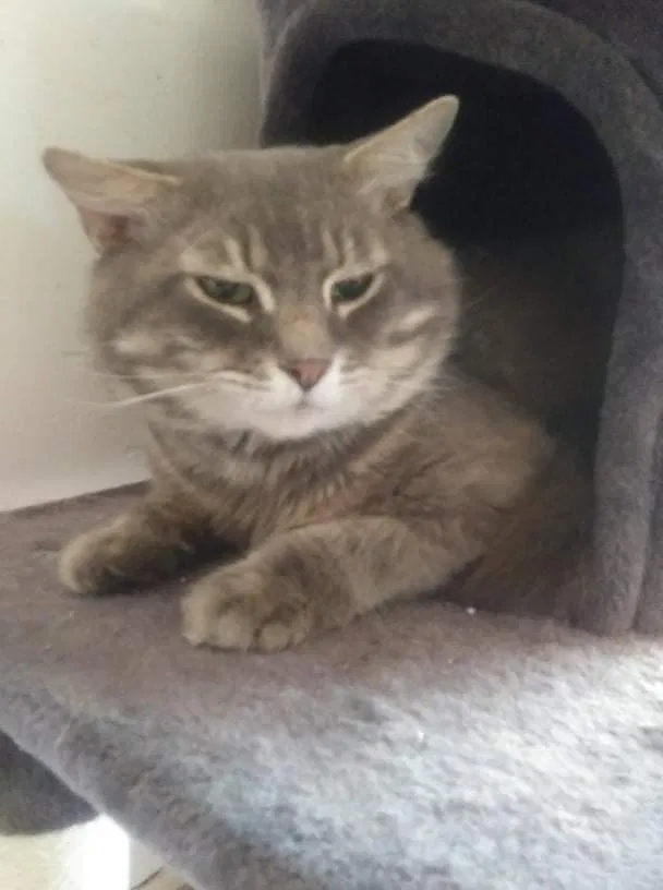 Lost cat in Portland, OR, 97203