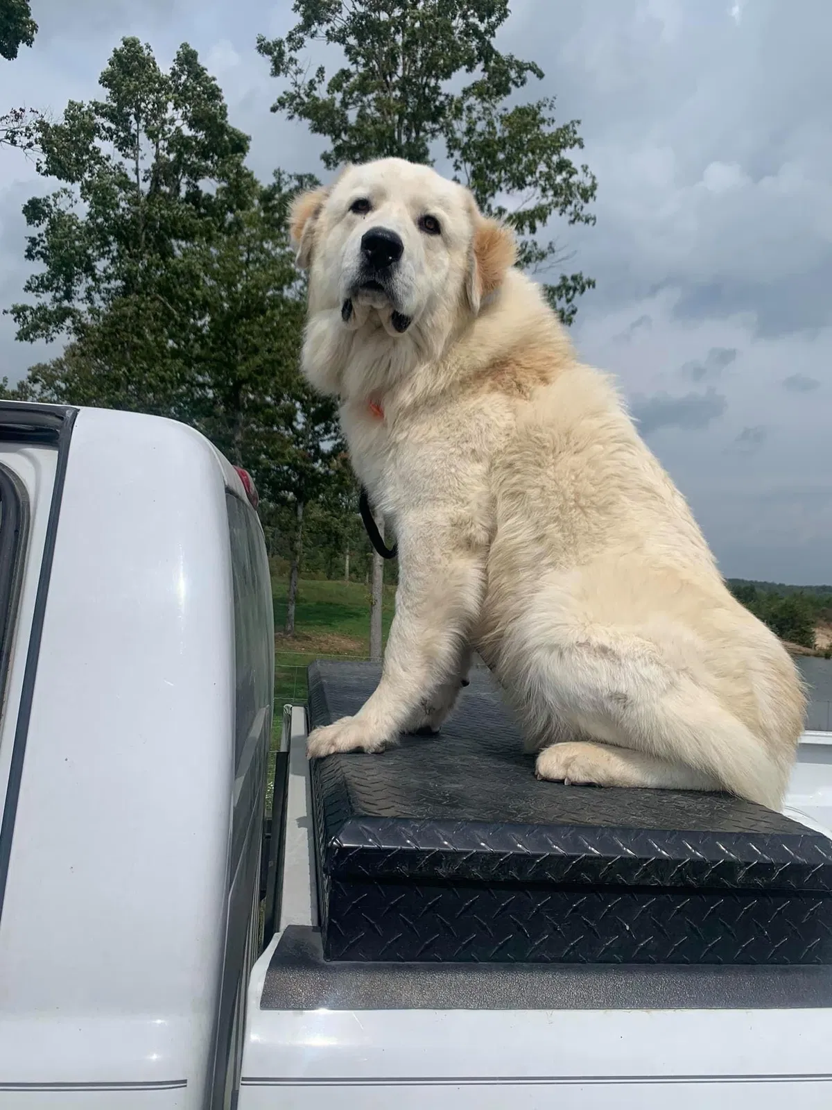 Lost dog in Jamestown, TN, 38556