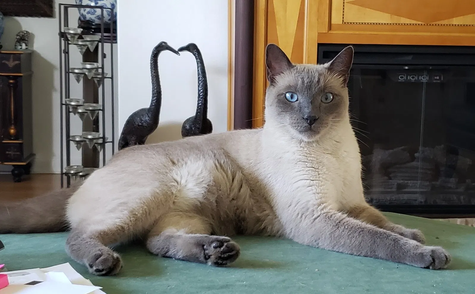 Lost cat in Lake Worth, FL, 33462