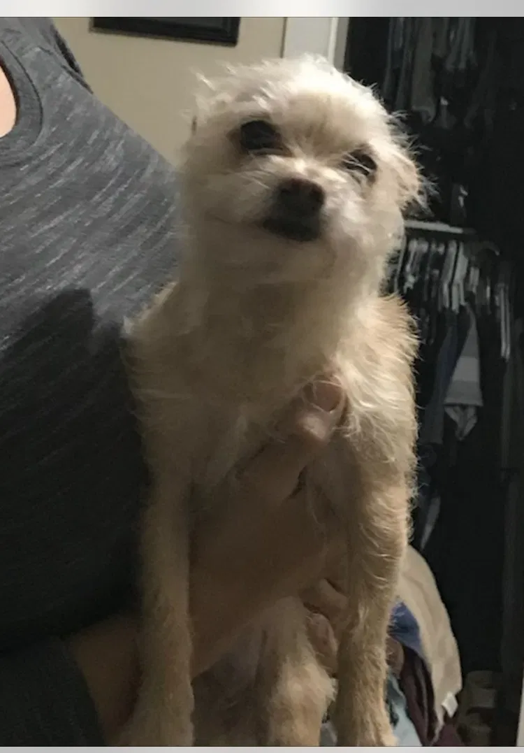 Lost dog in Riverside, CA, 92509