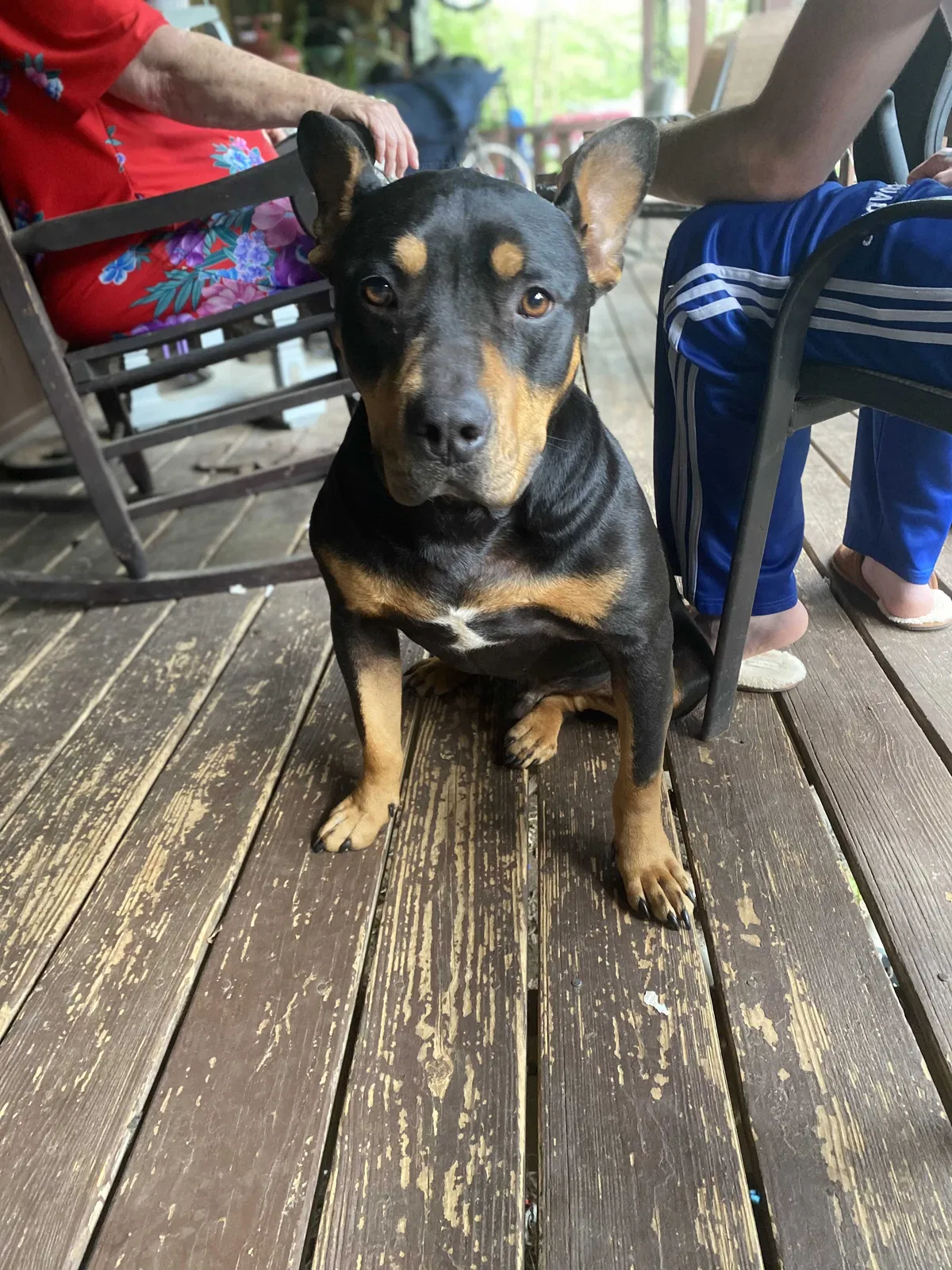 Lost dog in Boaz, AL, 35957