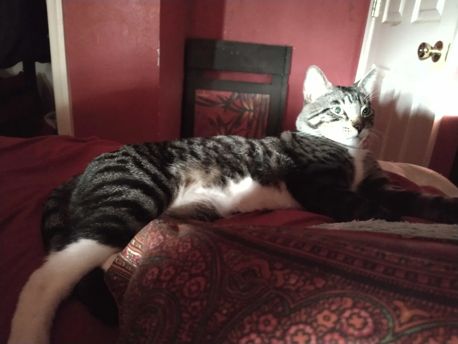 Lost cat in Cape Coral, FL, 33909
