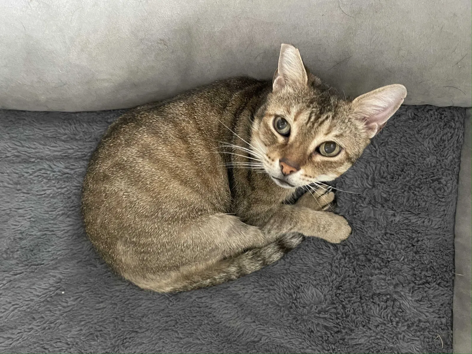 Lost cat in Saint Augustine, FL, 32084
