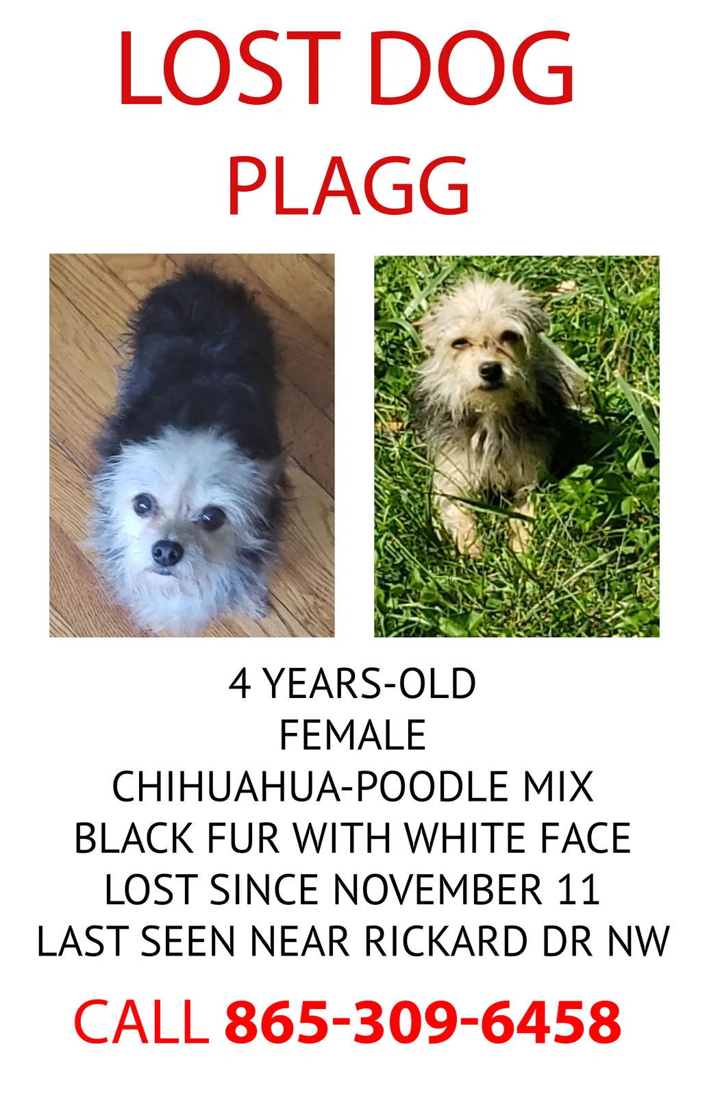 Lost dog in Knoxville, TN, 37912