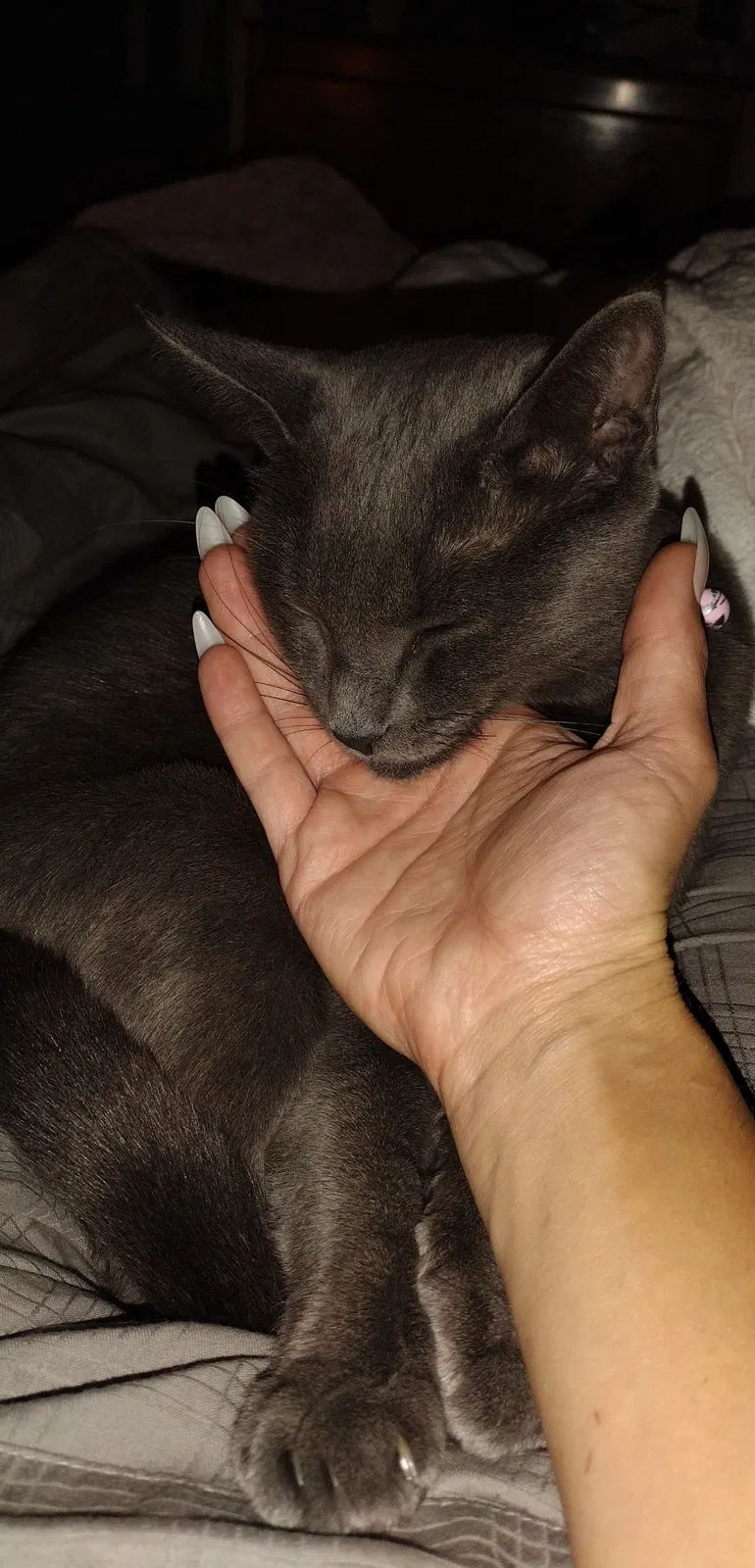 Lost cat in Las Cruces, NM, 88001