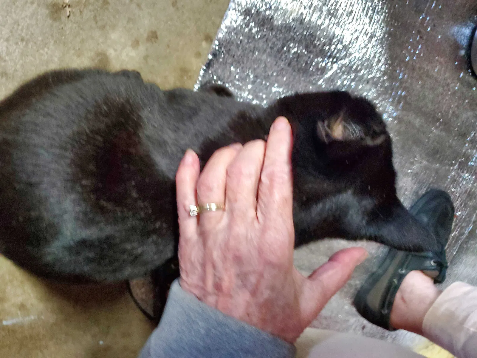 Lost cat in Evansville, IN, 47710