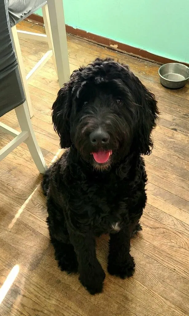 Lost dog in Vacaville, CA, 95688