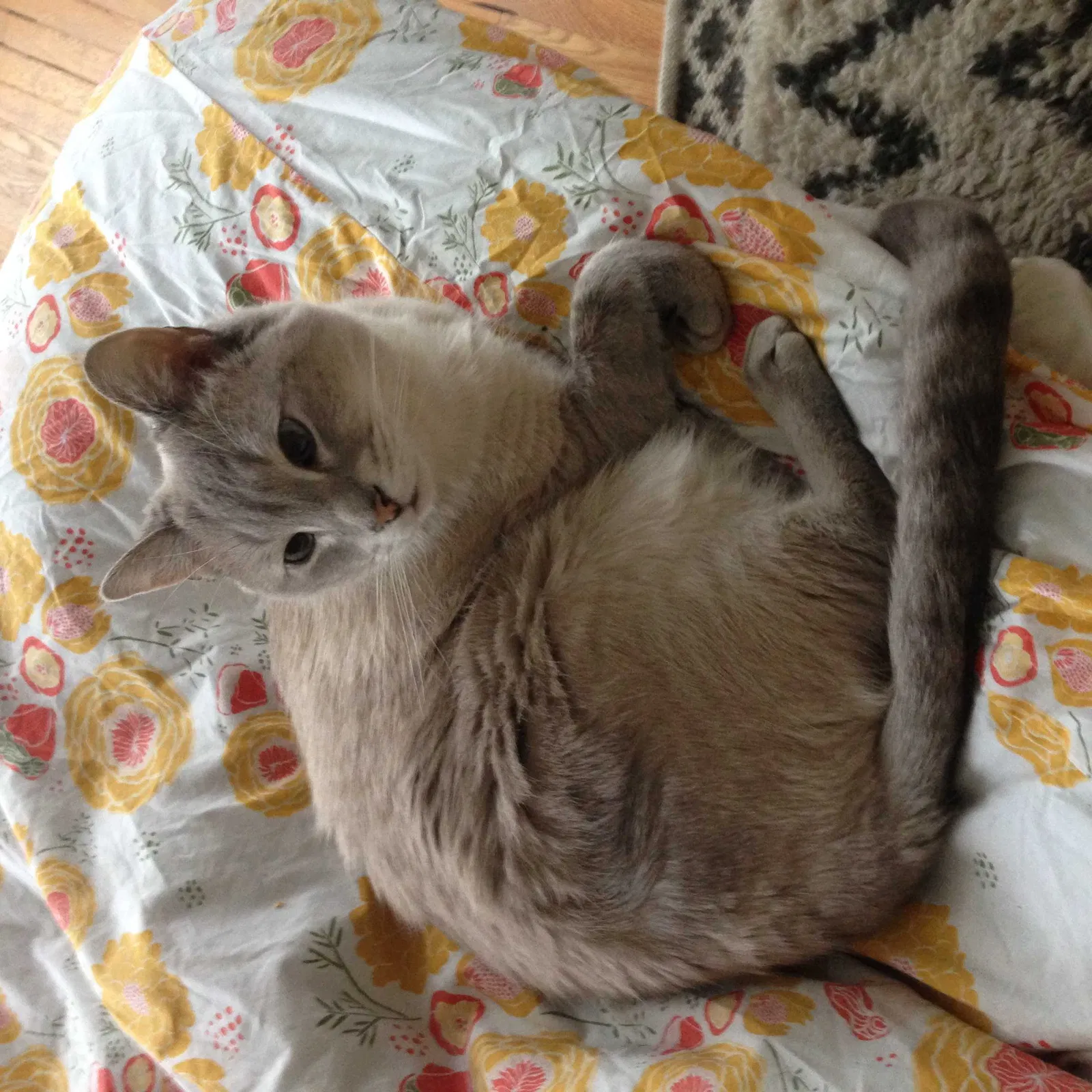 Lost cat in Providence, RI, 2906