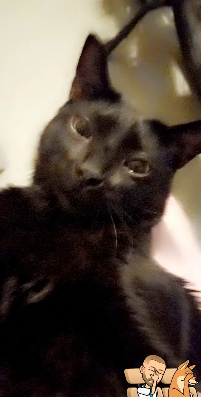 Lost cat in Fayetteville, AR, 72703