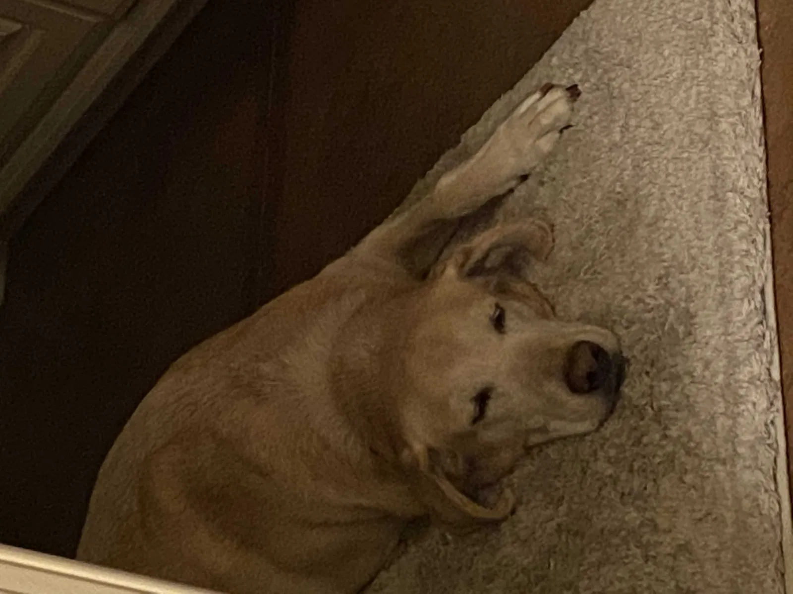 Lost dog in Little Rock, AR, 72223